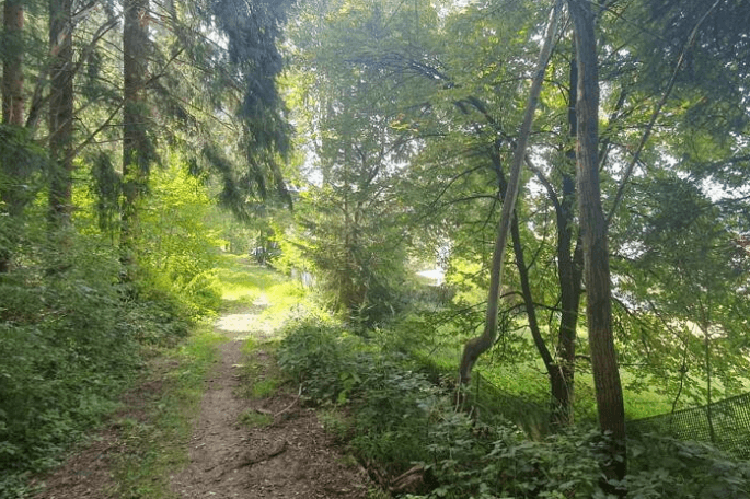 Schmaler Waldweg führt durch dichtes Grün, mit Sonnenlicht, das durch die Baumkronen scheint.
