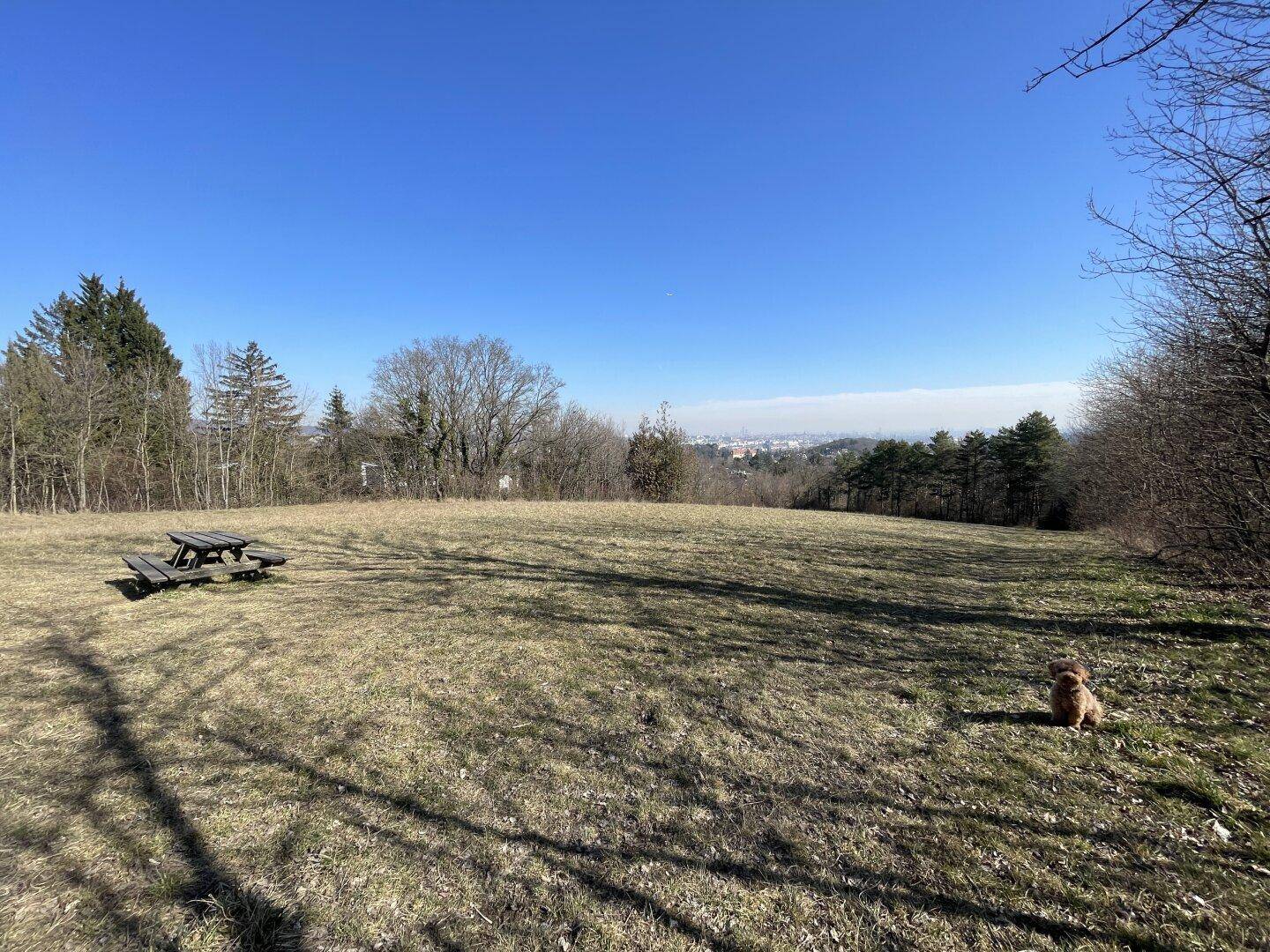 Offene Wiesenfläche mit Bäumen und einem Picknicktisch im Hintergrund.
