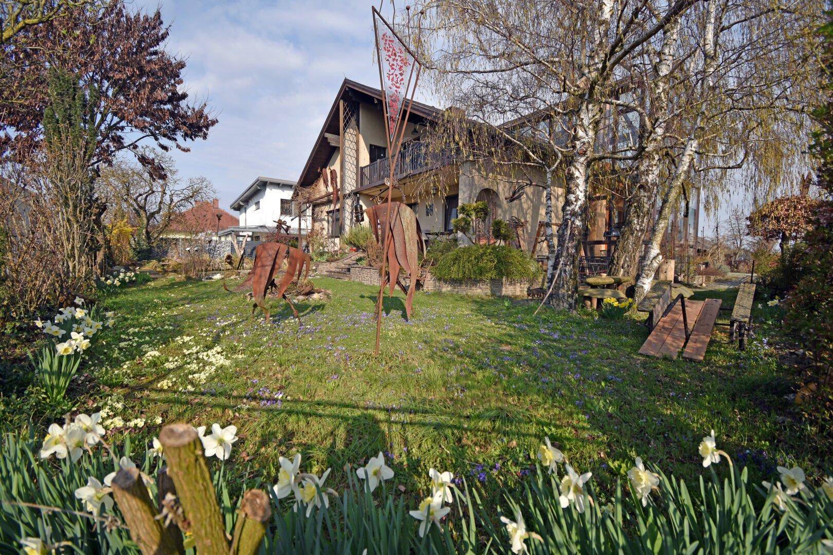 Großer Garten mit blühenden Narzissen, Bäumen und Blick auf das Haus im Frühling.