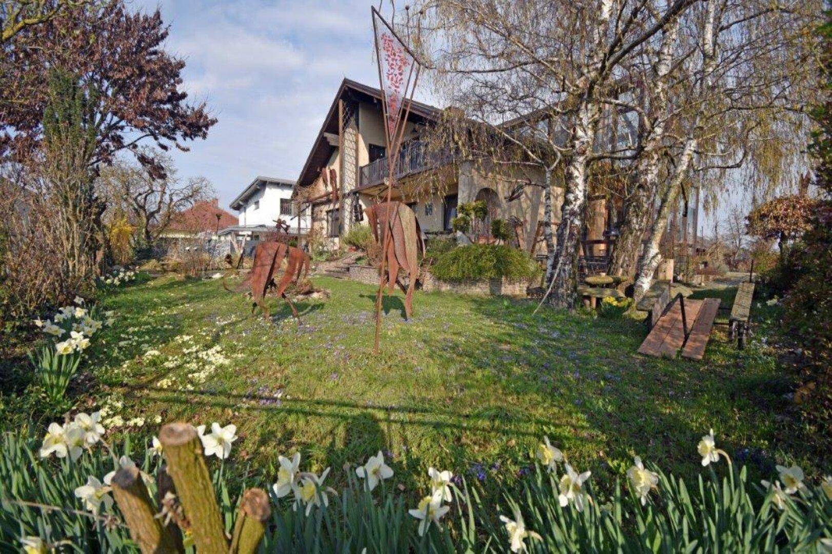 Großer Garten mit blühenden Narzissen, Bäumen und Blick auf das Haus im Frühling.