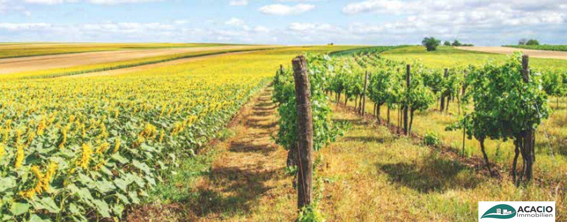Weitläufige Landschaft mit Sonnenblumenfeldern und Weinreben unter blauem Himmel.