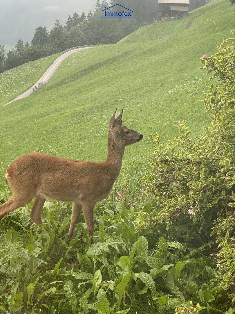 Ein Reh grast auf einer grünen Wiese mit einem Feldweg und bewaldeten Hügeln im Hintergrund.