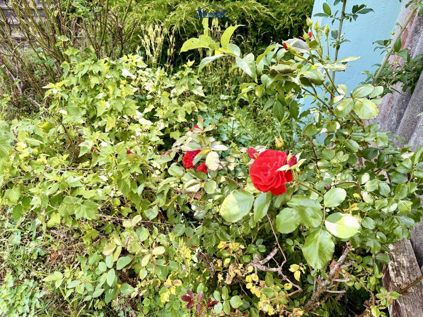 Nahaufnahme einer roten Rose in einem üppigen, naturbelassenen Gartenbereich.