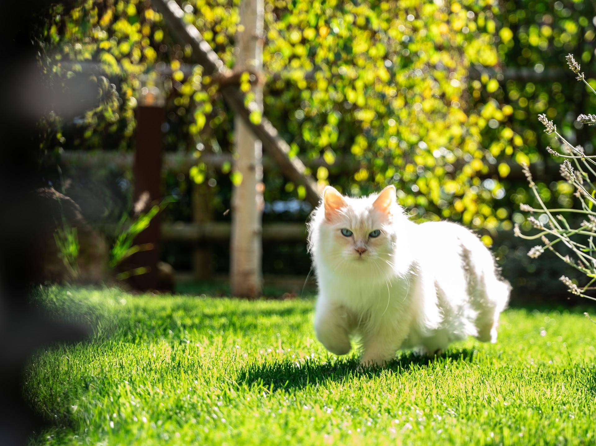 Perfekt geeignet für Katzenfreunde: Mit hochwertiger Katzenklappe