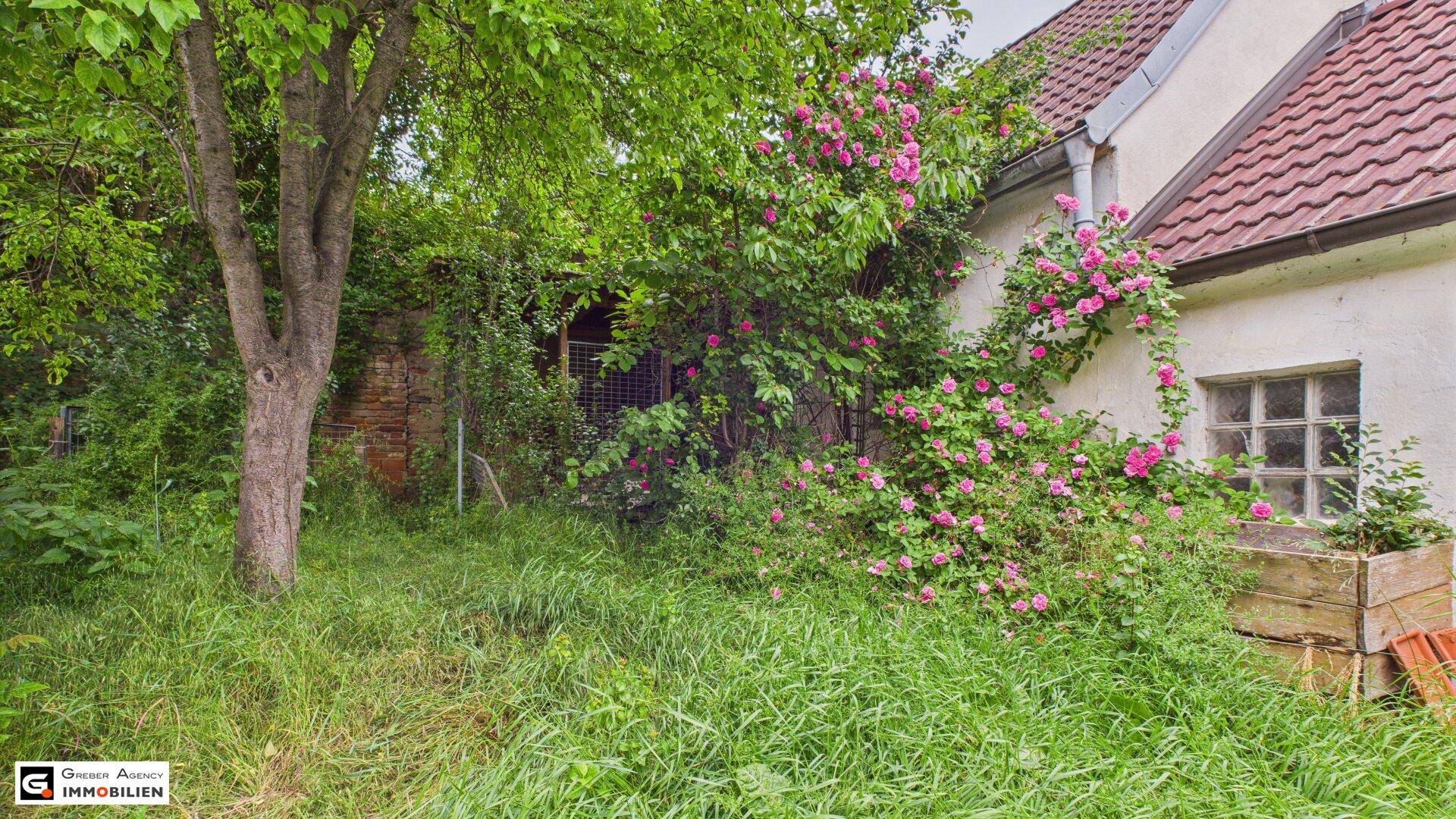 Naturbelassener Garten mit altem Baum, Rasenfläche und einem blühenden Rosenstrauch am Haus.
