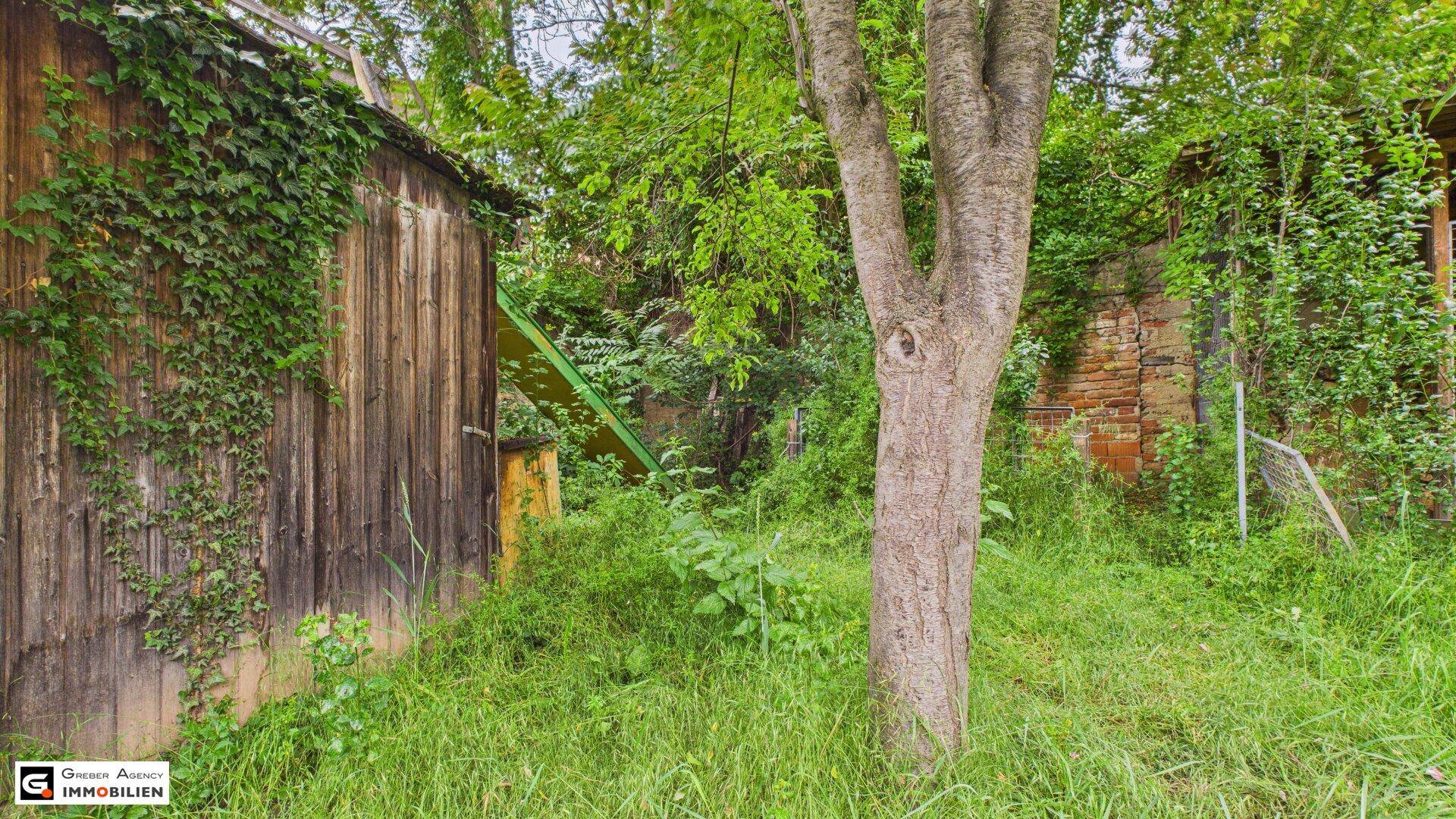 Verwilderter Gartenbereich mit einem alten Holzschuppen und üppiger, natürlicher Vegetation.