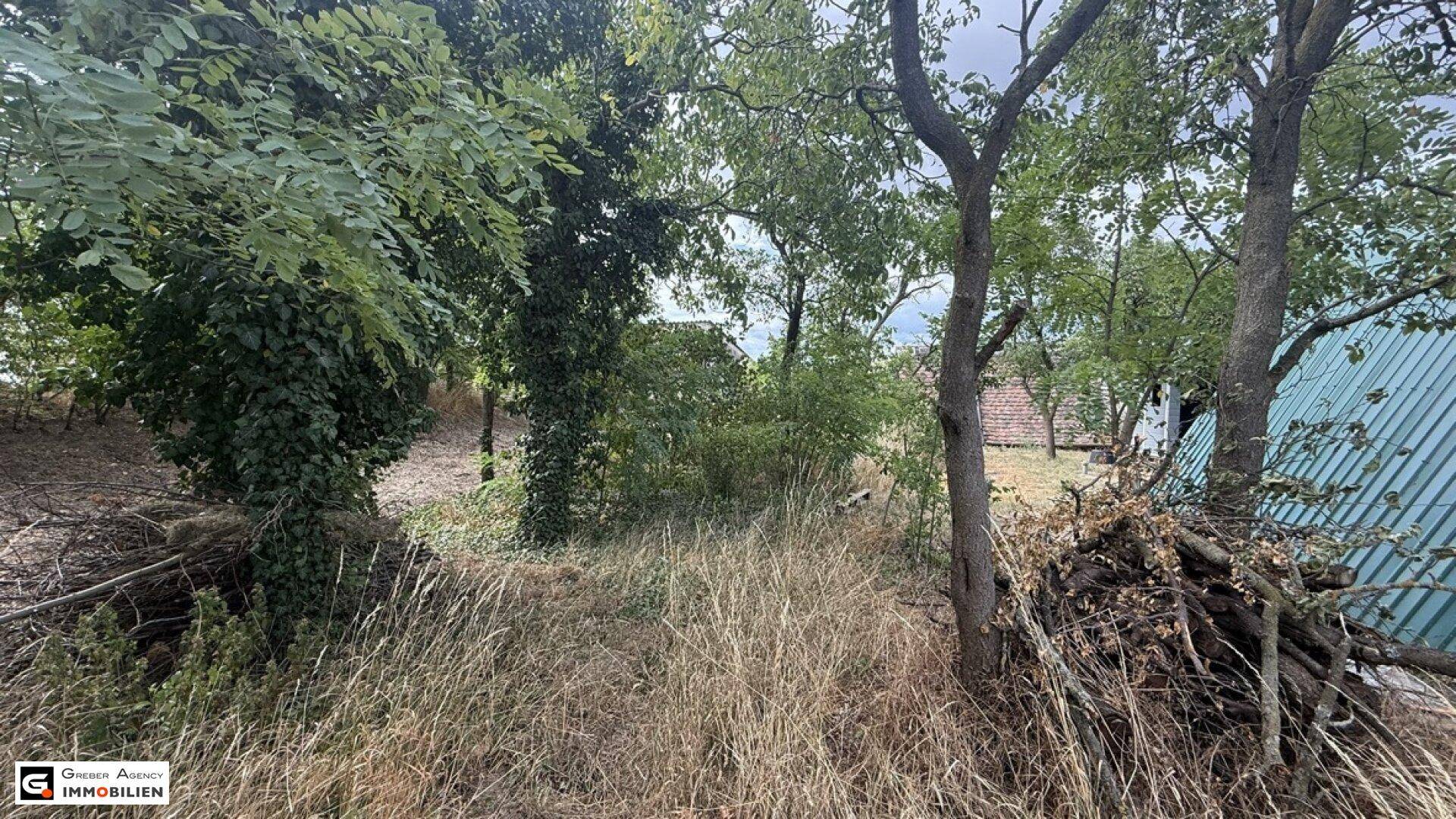 Verwilderter Gartenbereich mit Bäumen, trockenem Gras und viel Grün unter bewölktem Himmel.