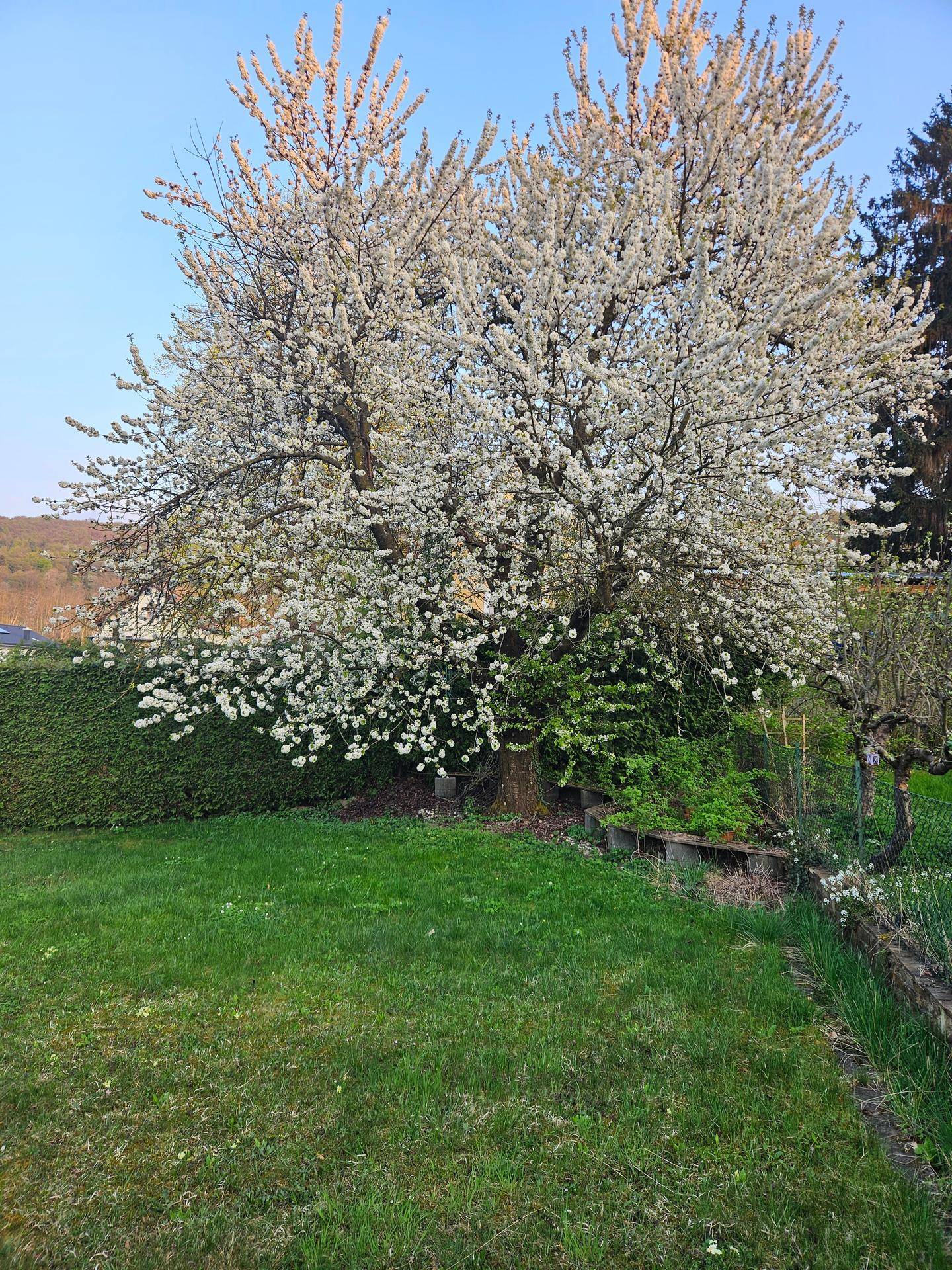 Blühender Baum im grünen Garten mit Rasenfläche an einem sonnigen Tag.