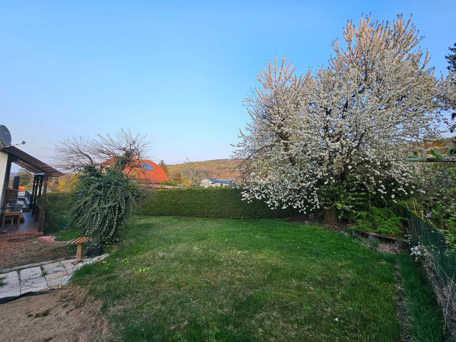 Großer grüner Garten mit blühendem Baum und Hecke, ideal zum Entspannen.