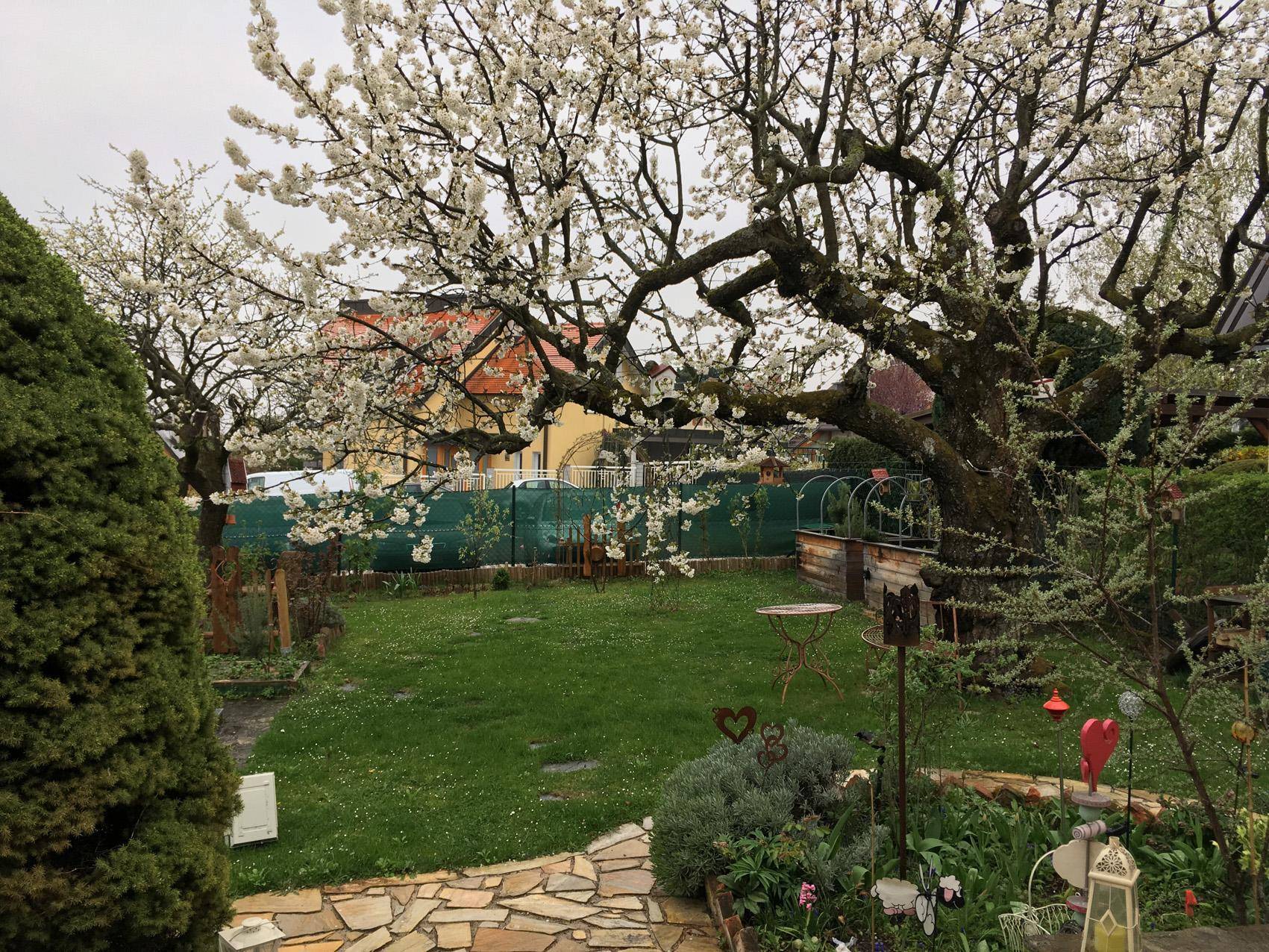 Blühender Garten mit großem Baum, Rasenfläche und rustikalem Steingartenweg.