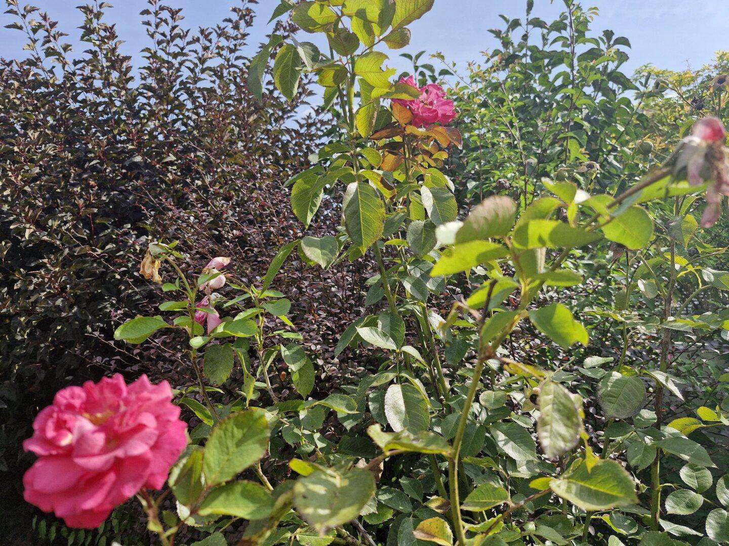 Gartendetail