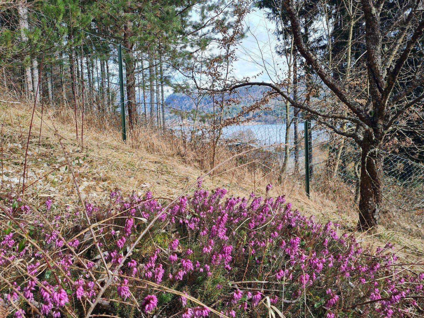Detailansicht Garten