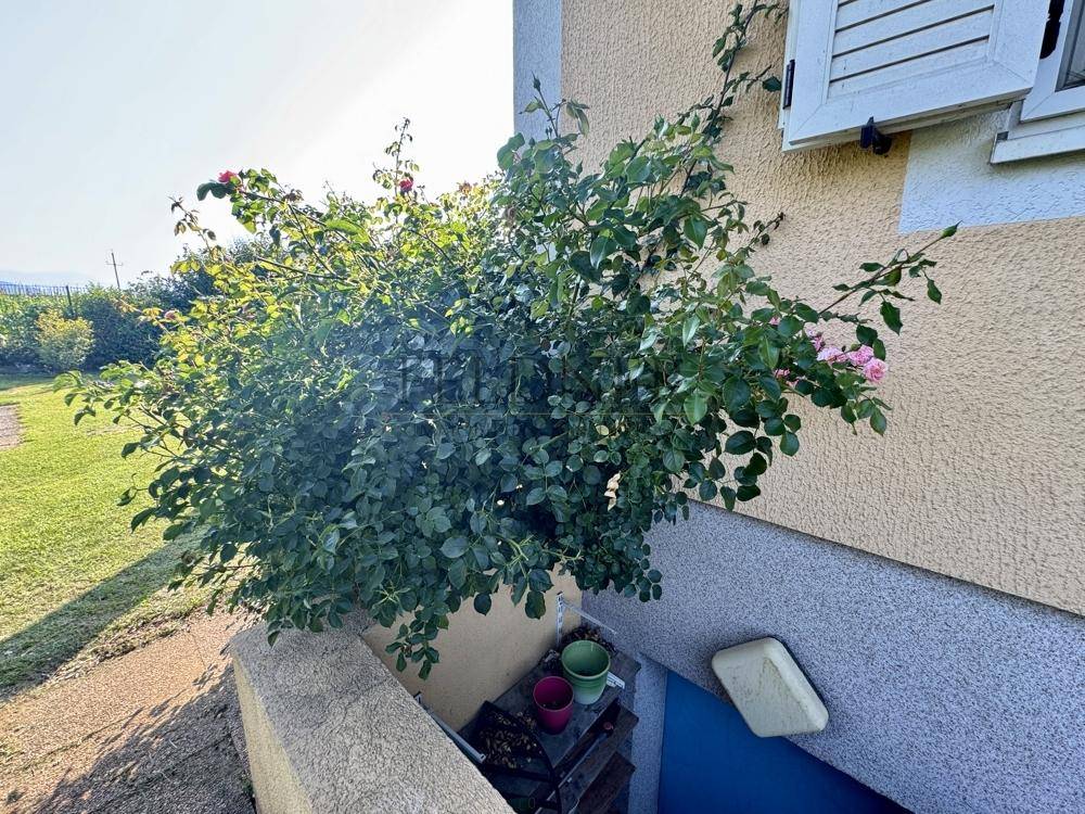 Flora