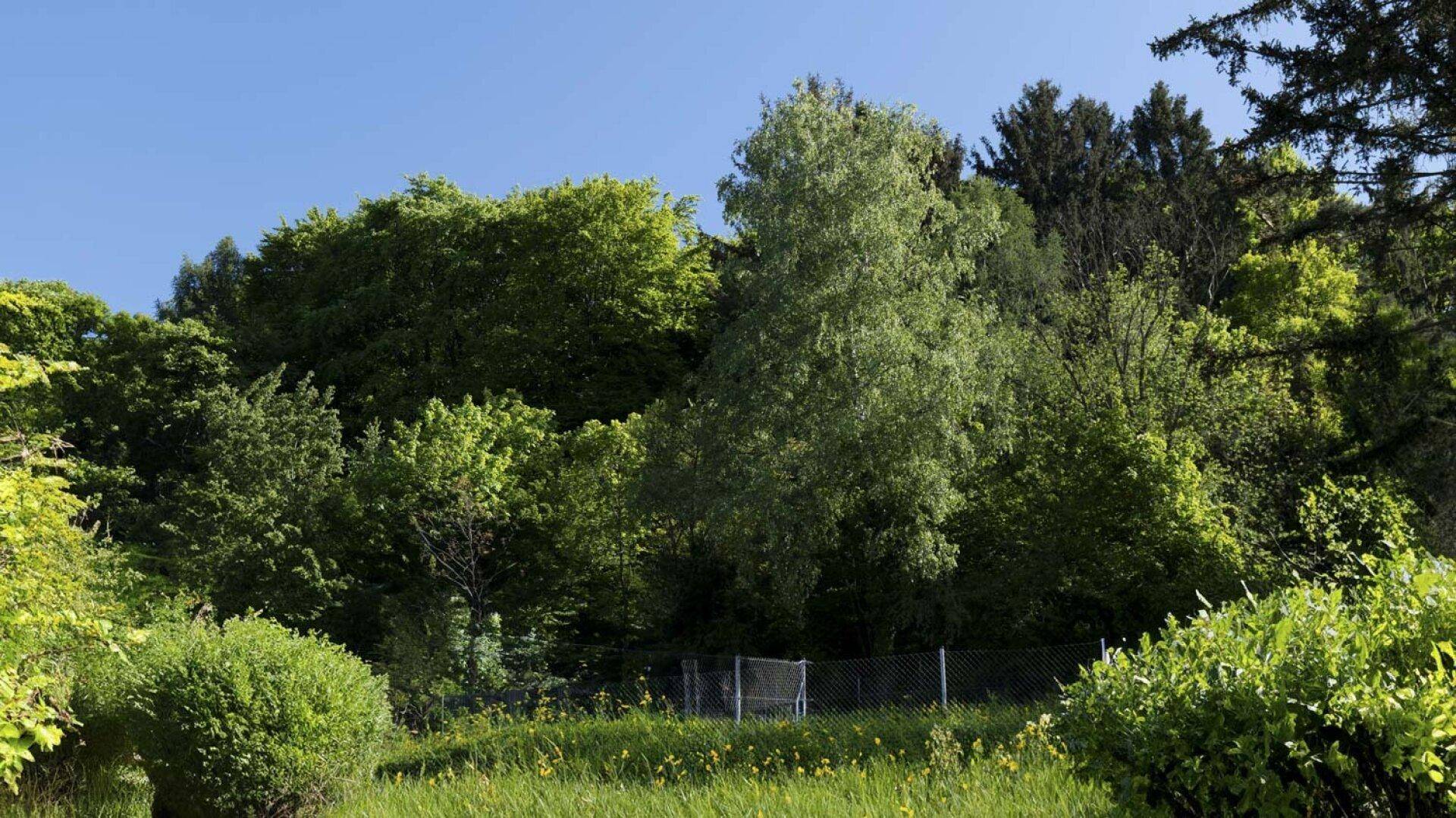 Üppige grüne Vegetation mit Bäumen und Sträuchern, die eine natürliche Umgebung bilden.