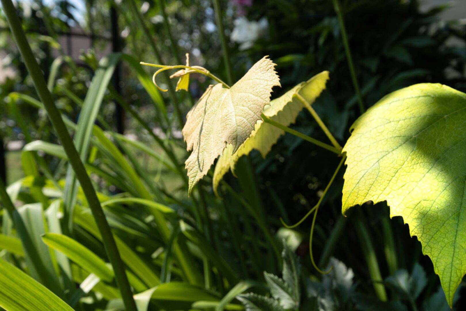 Nahaufnahme von grünen Blättern, die im Sonnenlicht leuchten, umgeben von üppiger Vegetation.