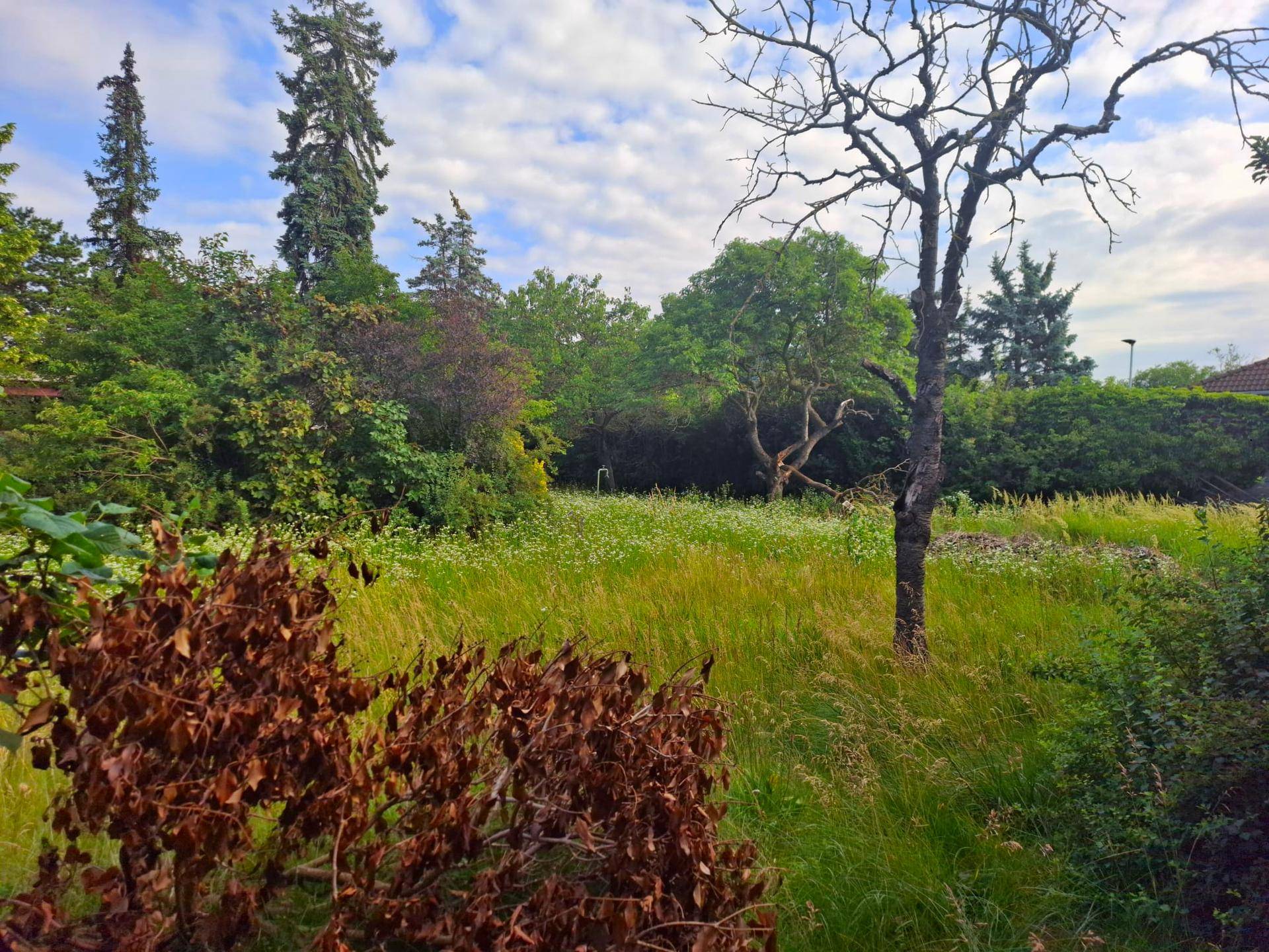 Weitläufiger, naturbelassener Garten mit hohen Bäumen und üppigem Grün unter bewölktem Himmel.