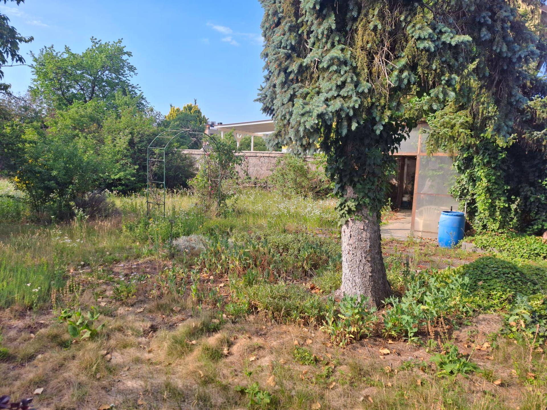 Großer Garten mit altem Nadelbaum, üppiger Vegetation und einem blauen Fass im Hintergrund.