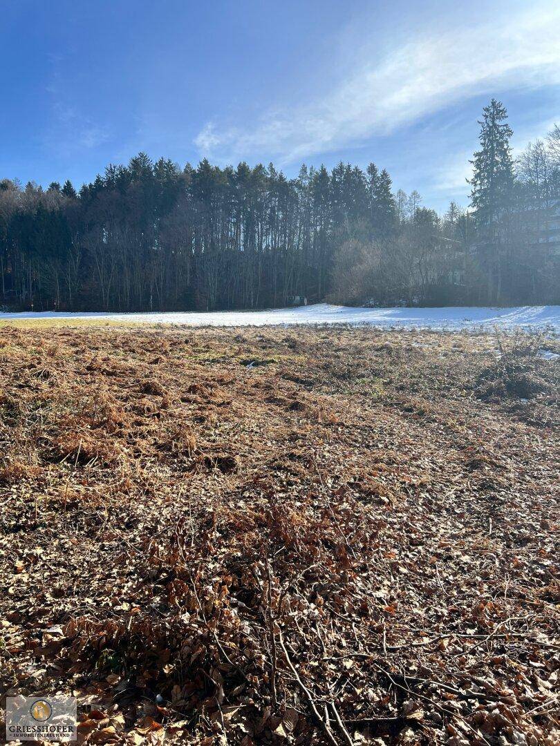 Winterliche Landschaft mit trockenem Gras und Schnee am Waldrand unter blauem Himmel.
