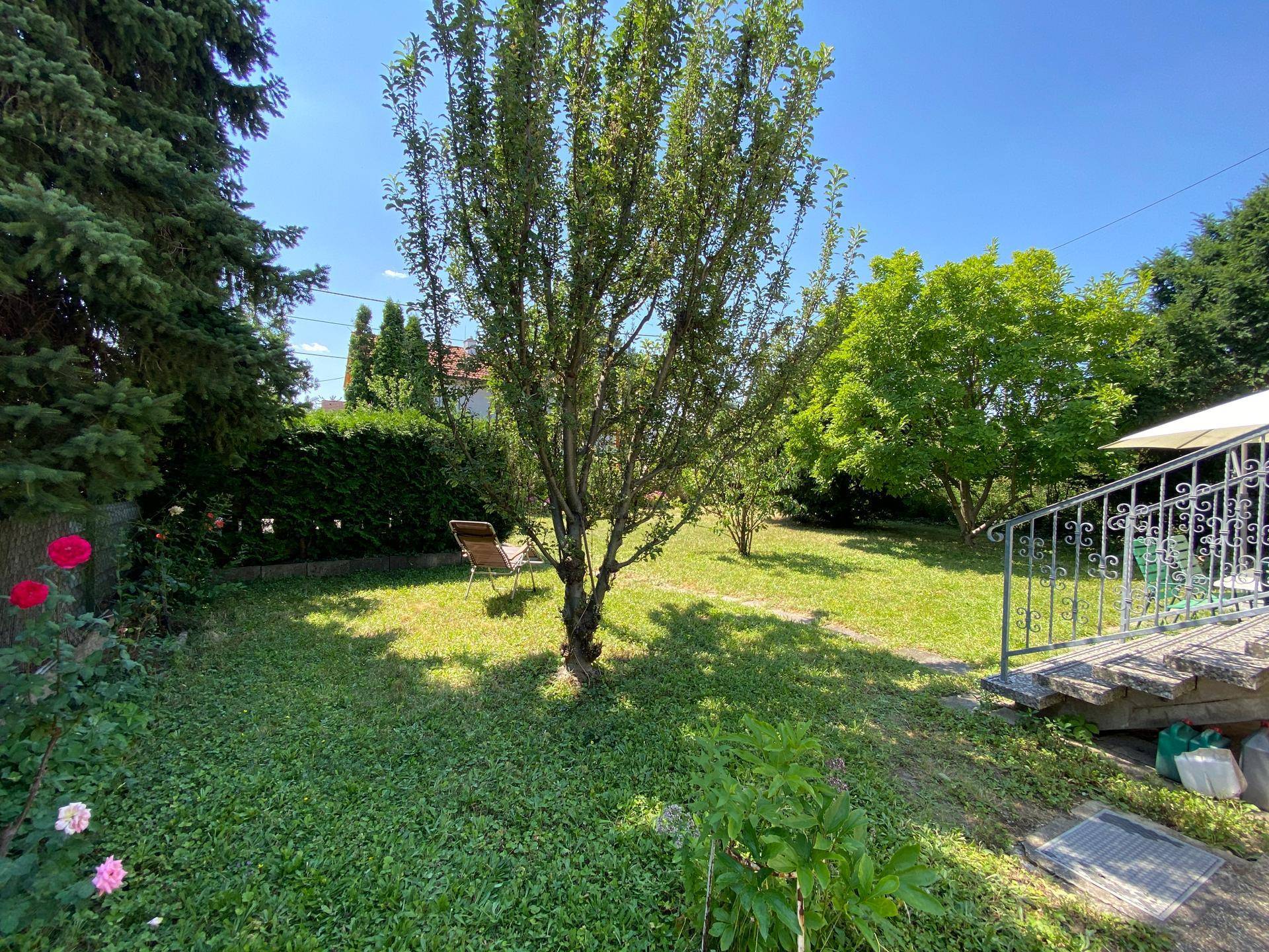 Sonniger Garten mit Rasenfläche, einem jungen Baum und einer Hecke im Hintergrund, ideal zum Entspannen.