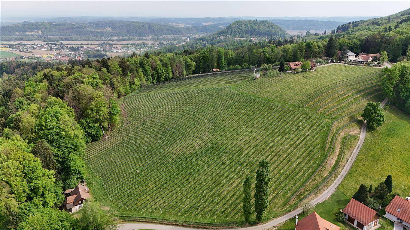 Bockberg-Weinberg in Wildon