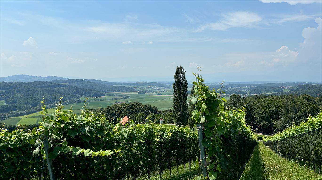 Weinberg in Wildon