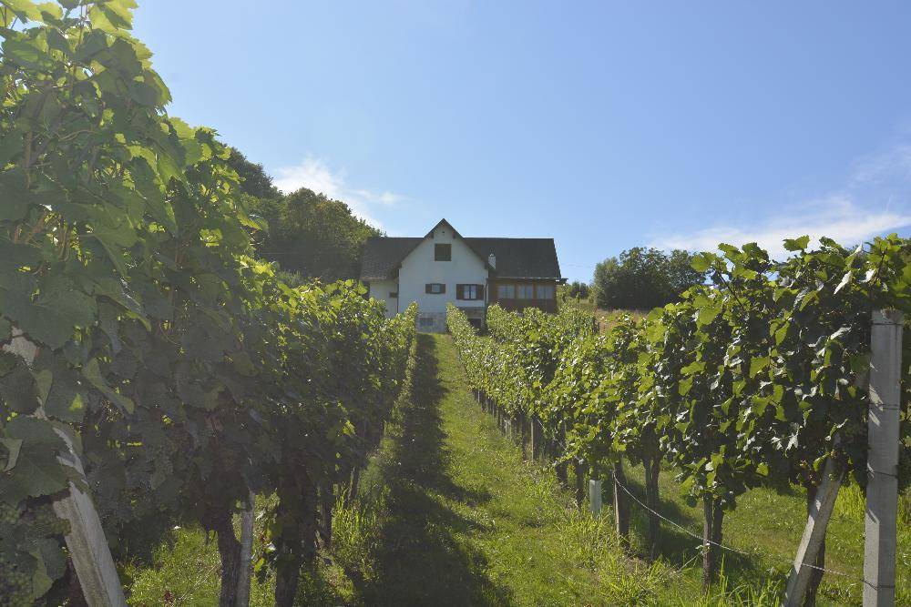 Haus am Ende einer Weinrebenreihe, eingebettet in eine grüne Hügellandschaft unter blauem Himmel.
