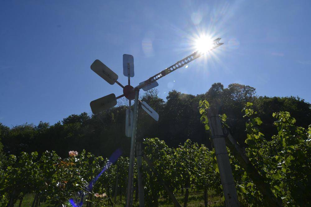 Dekoratives Windrad in einem Weinberg, hell von der Sonne beleuchtet, vor einem blauen Himmel.