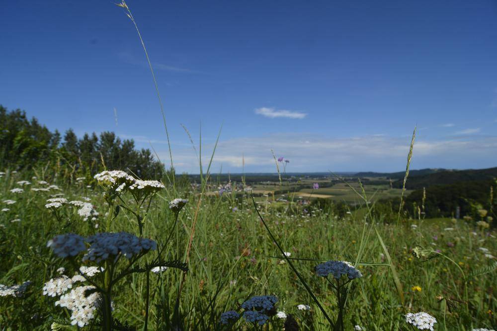 Wiesenblumen im Vordergrund mit weitem Blick über eine grüne Landschaft und Felder unter blauem Himmel.
