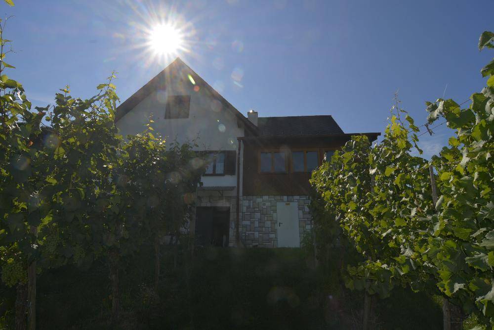 Hausfassade umgeben von Weinreben, die in der Sonne leuchten, mit einem hellen Himmel im Hintergrund.
