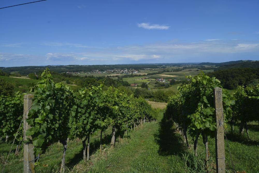 Reihen von Weinreben mit weitem Blick auf ein Dorf und Felder in einem sonnigen Tal.