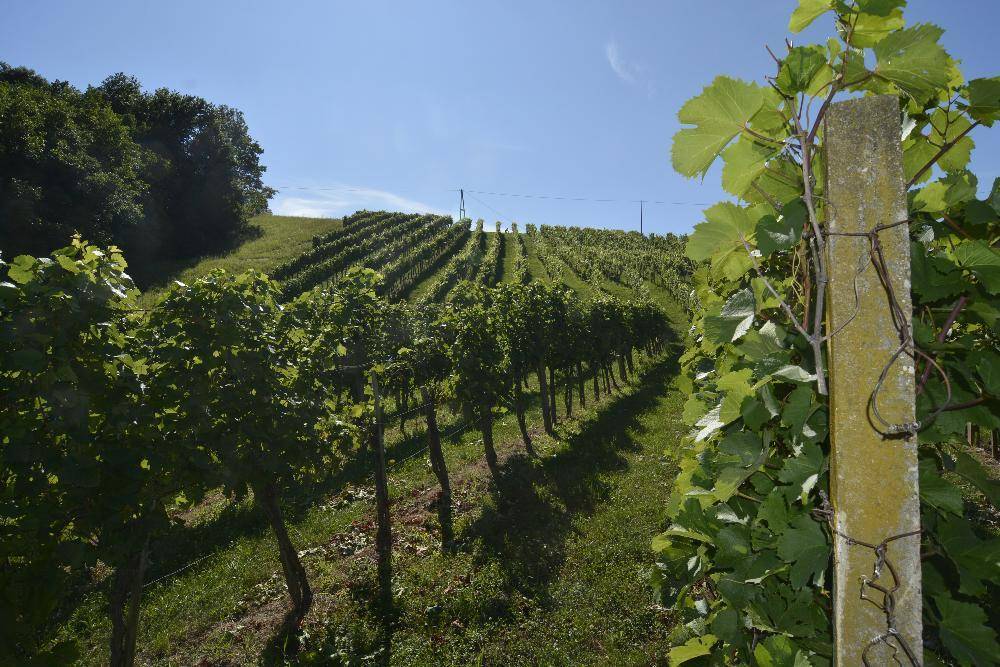 Nahaufnahme von Weinreben an einem Hang, die sich in die Ferne erstrecken.