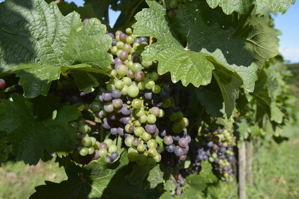 Nahaufnahme von reifenden Trauben an einer Weinrebe, mit grünen und violetten Beeren.