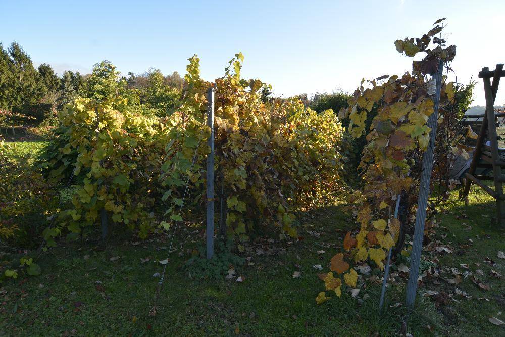 Reihen von Weinreben in einem sonnigen Gartenbereich mit herbstlichem Laub.