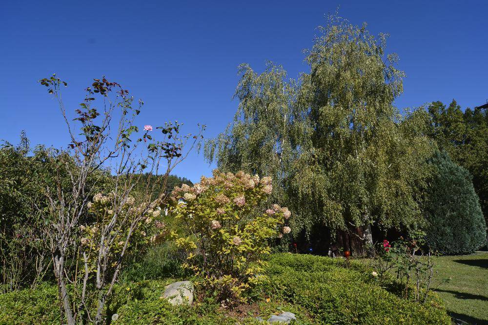 Grüner Garten mit hohen Bäumen, Sträuchern und blühenden Pflanzen unter blauem Himmel.