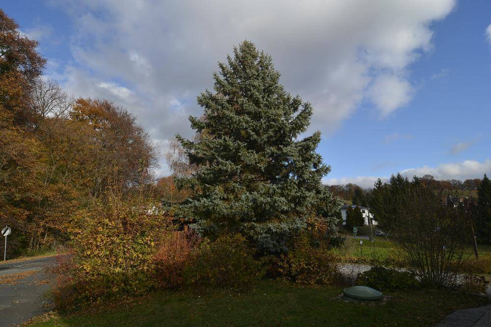 Großer Nadelbaum in einer ländlichen Umgebung mit Herbstlaub und blauem Himmel.