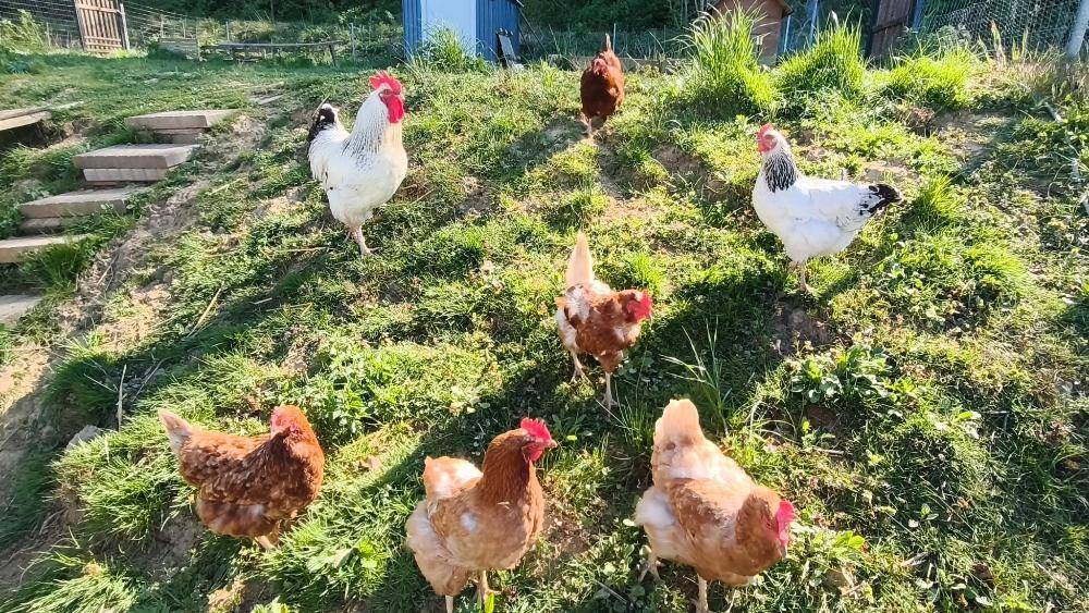 Gruppe von Hühnern, die auf dem sonnigen Rasen im Garten nach Futter suchen.