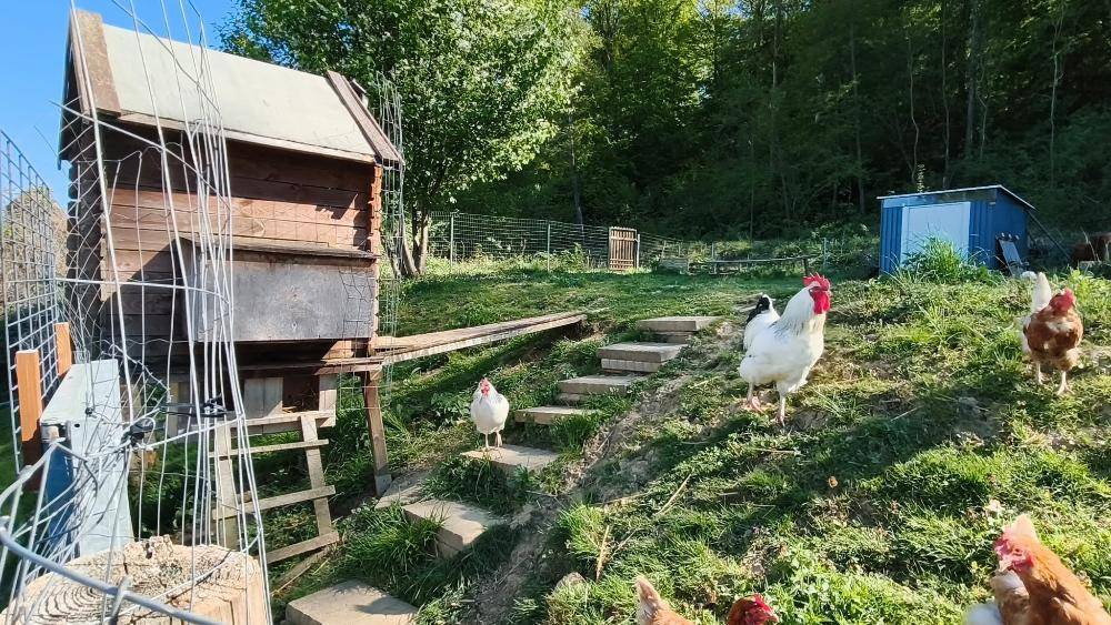 Natürlicher Gartenbereich mit Hühnerstall und freilaufenden Hühnern auf grünem Hügel.