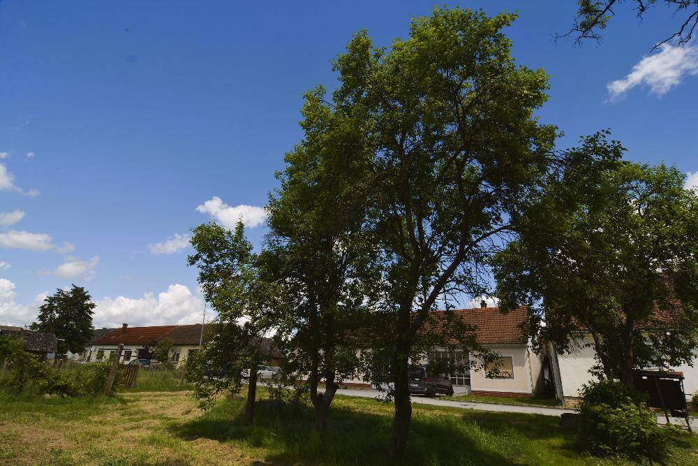 Grüne Landschaft mit hohen Bäumen und ländlichen Gebäuden unter strahlend blauem Himmel.