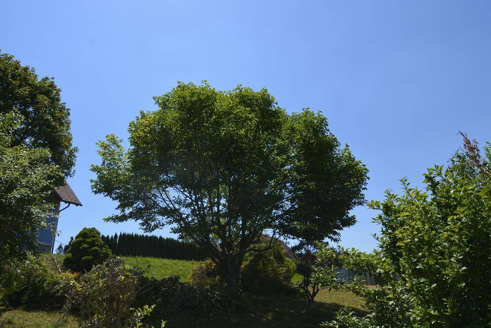 Großer, üppiger Baum unter klarem blauem Himmel, umgeben von grüner Natur.