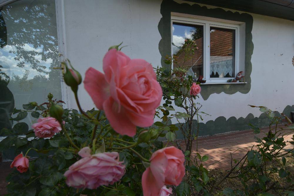Blühende Rosen im Vorgarten vor der Hausfassade mit Fenster.