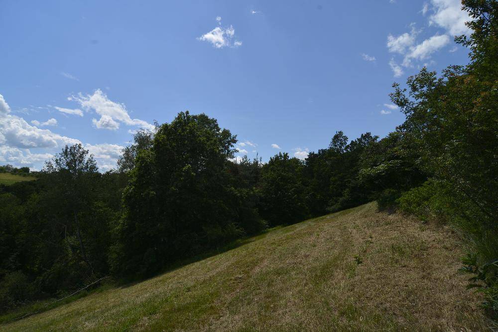 Grüner Hang, der in ein dicht bewaldetes Gebiet übergeht, unter einem klaren blauen Himmel.