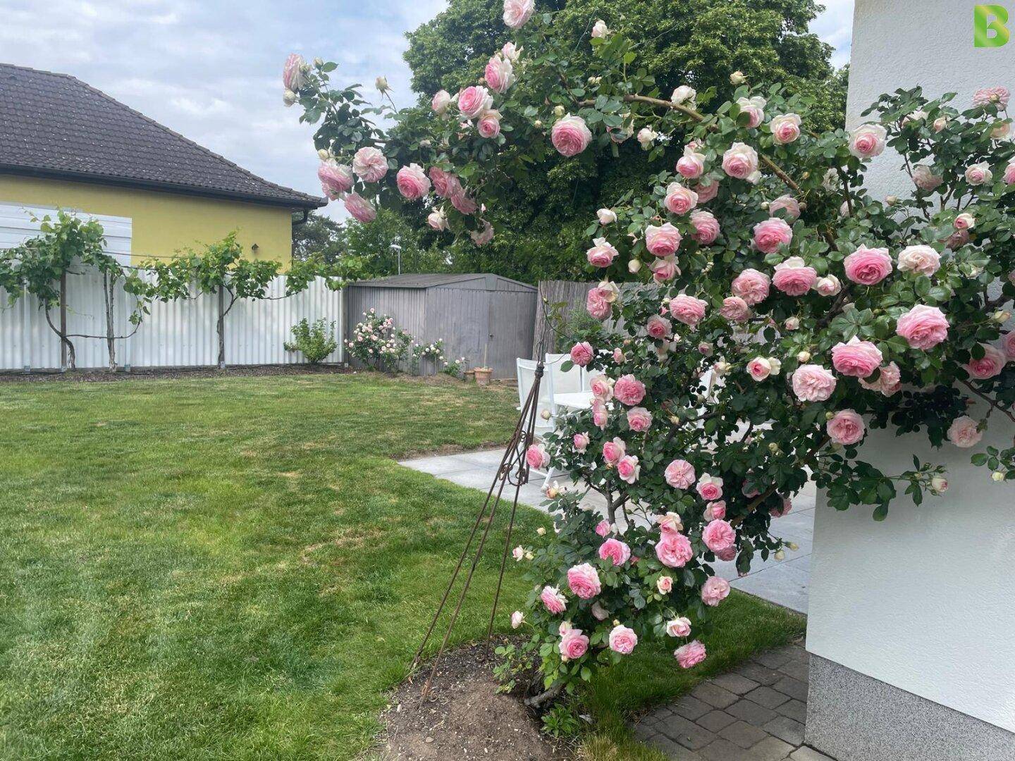 Rosen im Garten