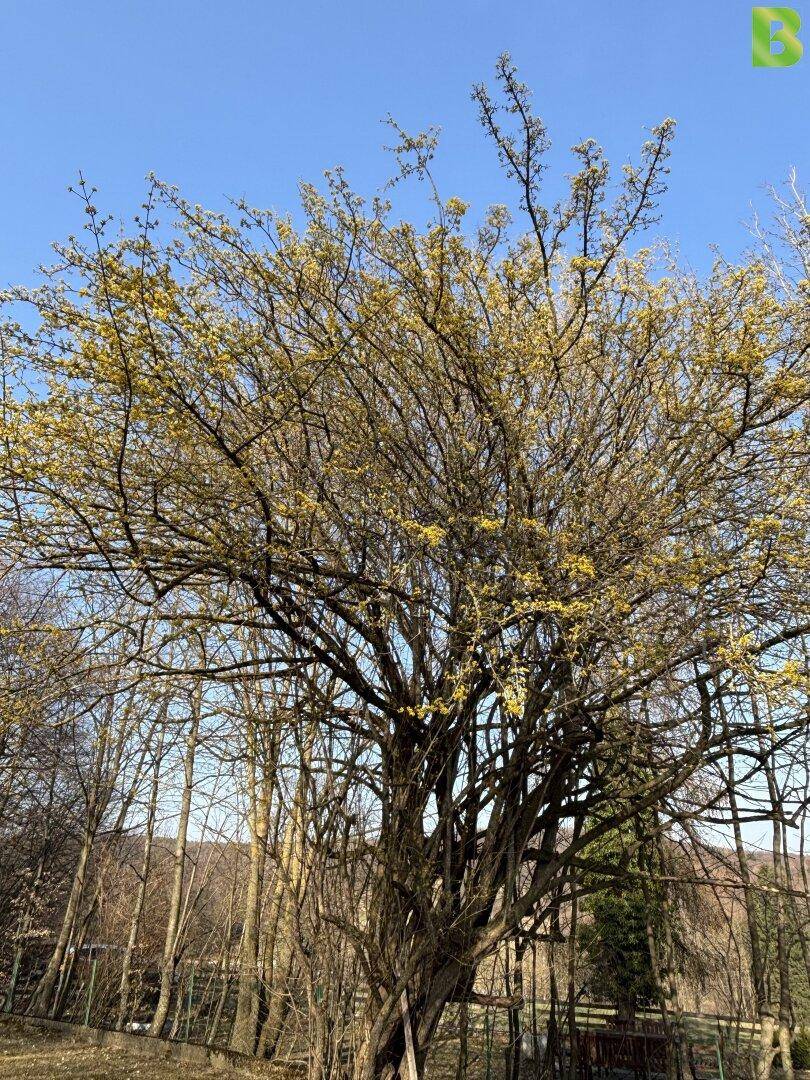 Großer Baum mit gelben Blüten unter strahlend blauem Himmel im Frühling.