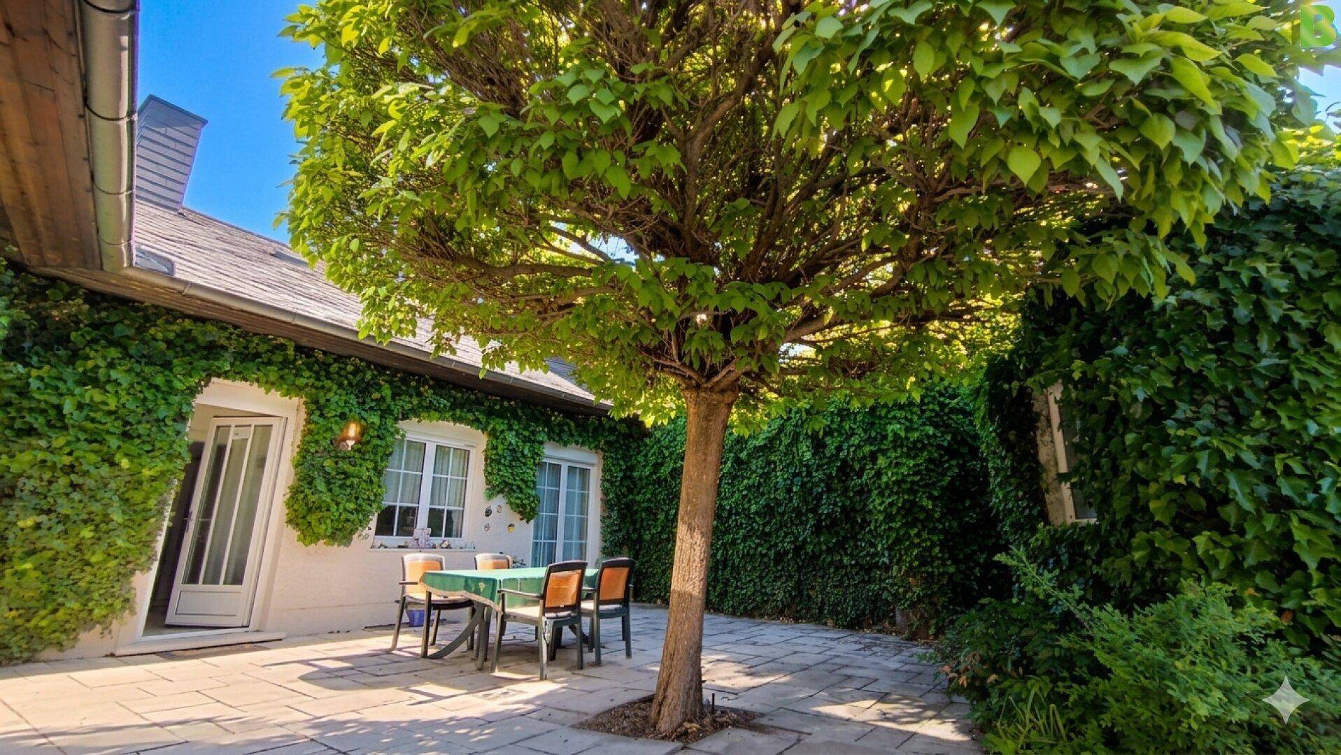 Sonniger Terrassenbereich mit Sitzgelegenheiten unter einem Baum und Efeubewuchs.