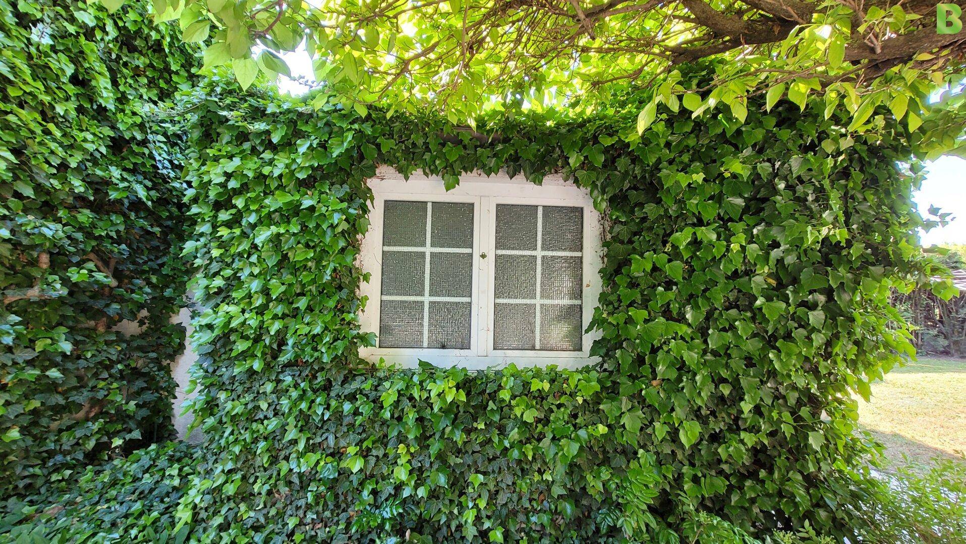 Fenster in einer mit Efeu bewachsenen Wand, umgeben von üppigem Grün.