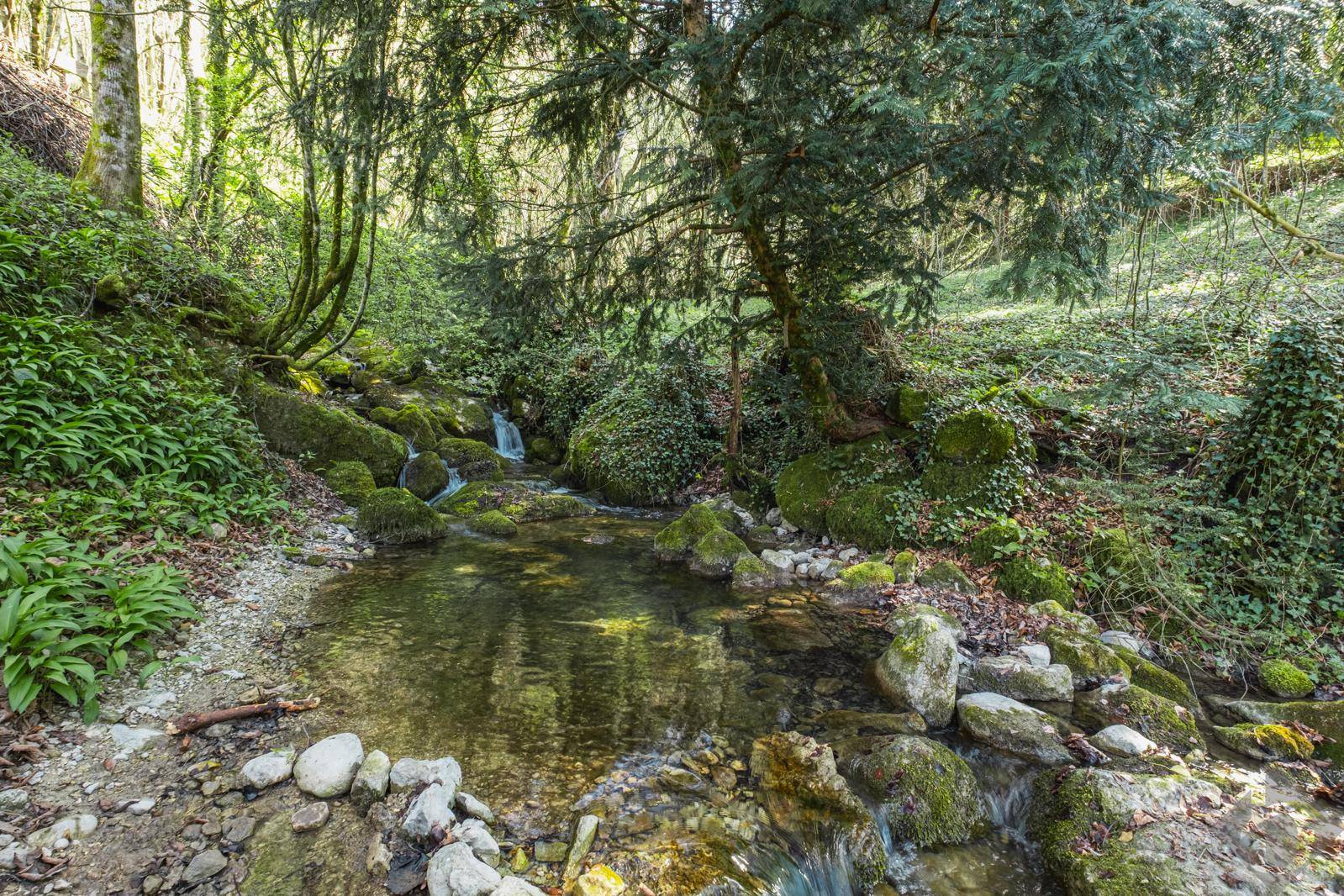 Idyllischer Bachlauf mit moosbewachsenen Steinen und üppiger Vegetation in einem Waldgebiet.