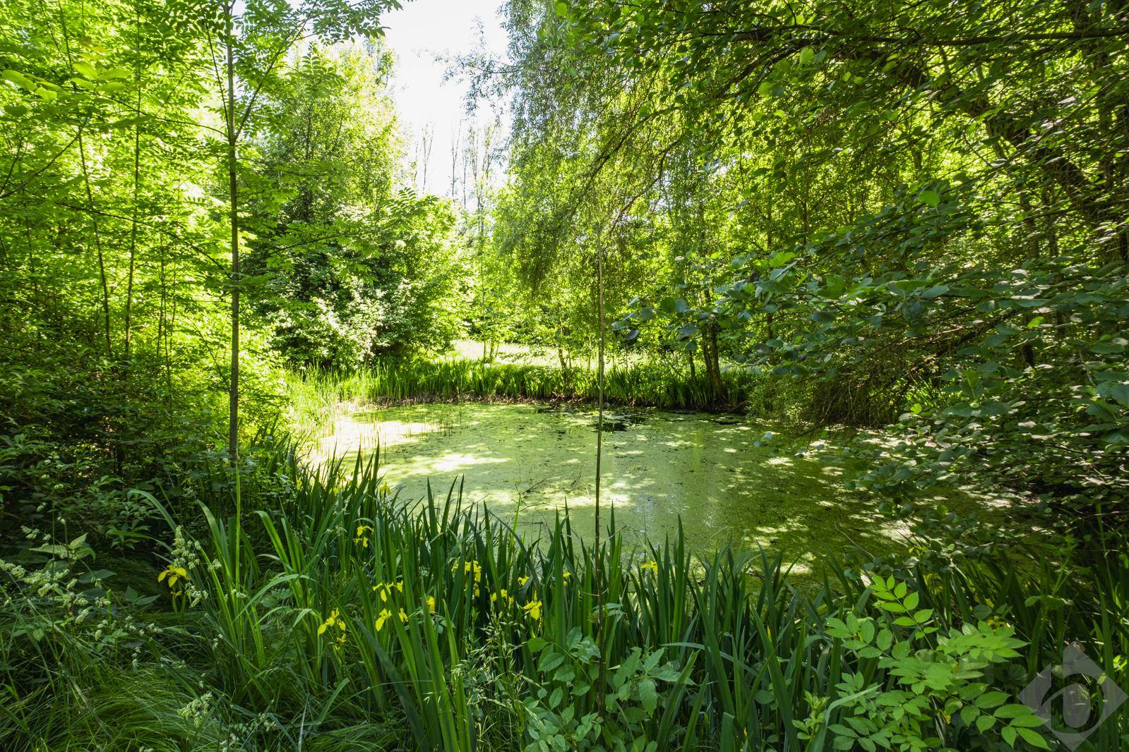 Ein idyllischer Naturteich, umgeben von dichtem Grün und hohen Bäumen, strahlt Ruhe aus.