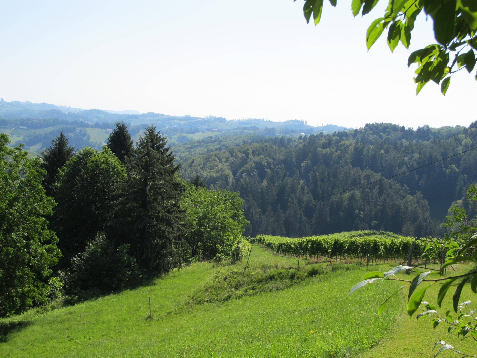 Sonniger Ausblick auf grüne Weinberge und bewaldete Hänge, mit weitem Horizont.