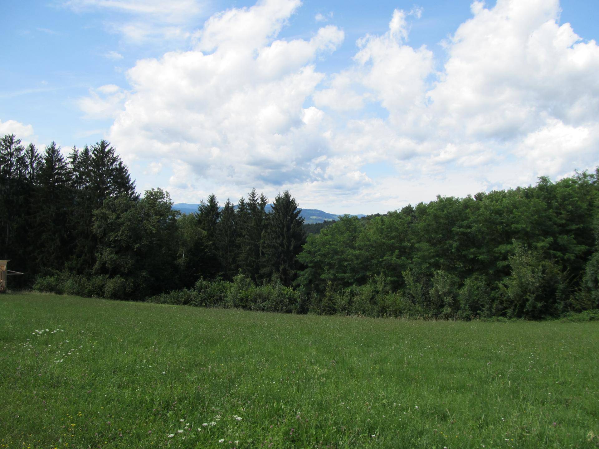 Saftig grüne Wiese mit blühenden Blumen am Waldrand und Bergen im Hintergrund.