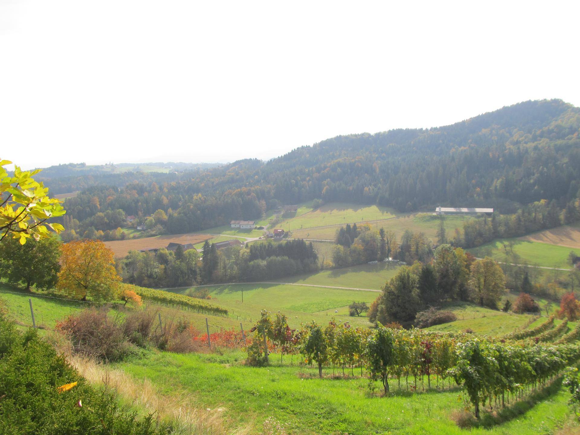* EXKLUSIVES EINFAMILIENHAUS MIT EIGENEM WEINGARTEN IN HÖHENLAGE MIT TRAUMHAFTEM PANORAMABLICK * - Widok 6